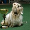 Golden Dog trofee Luik