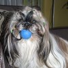 Shih-la ons balle kind
