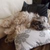 Dit is een goed honde leven