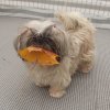 Hoera herfst, weer spelen met de bladeren