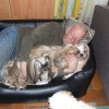 He gezellig, samen met het baasje in de mand