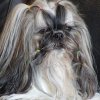 Shih-la