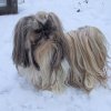 Heerlijk in de sneeuw