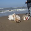 aan de zee Bredene (B)