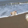 aan de zee Bredene (B)