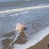 aan de zee Bredene (B)