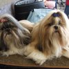 Lih-an en Shih-la