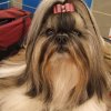 Shih-la