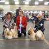Show Bleiswijk 2008 Lih-an CAC/CACIB/BOB, NL en Internat. Kampioen