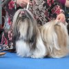 Show Oldenburg Shih-la