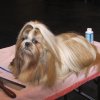 Dogshow de Crufst, Birmingham Engeland 2011 , Lih-an
