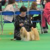 Dogshow de Crufst, Birmingham Engeland 2011 , Lih-an