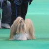 Dogshow de Crufst, Birmingham Engeland 2011 , Lih-an