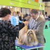 Dogshow de Crufst, Birmingham Engeland 2011 , Lih-an