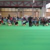 Dogshow de Crufst, Birmingham Engeland 2011 , Lih-an