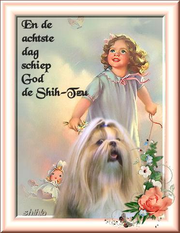 shih tzu