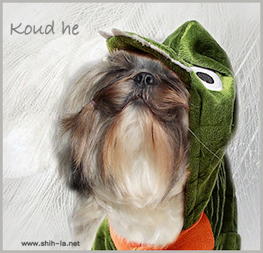 Shih-Tzu met hoed op