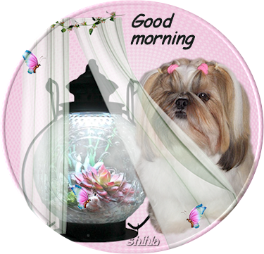 morning