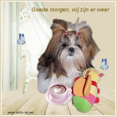 shih.bee